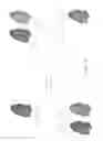 Fig. 35 - Materials and methods to enhance hematopoietic stem cells engraftment procedures