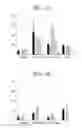 Fig. 02 - Cellular Therapy for Ocular Degeneration
