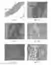 Fig. 02 - MAMMALIAN PLURIPOTENT STEM CELLS, METHODS FOR THEIR PRODUCTION, AND USES THEREOF