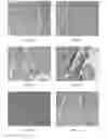 Fig. 03 - MAMMALIAN PLURIPOTENT STEM CELLS, METHODS FOR THEIR PRODUCTION, AND USES THEREOF