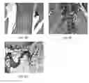 Fig. 05 - MAMMALIAN PLURIPOTENT STEM CELLS, METHODS FOR THEIR PRODUCTION, AND USES THEREOF