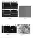 Fig. 09 - MAMMALIAN PLURIPOTENT STEM CELLS, METHODS FOR THEIR PRODUCTION, AND USES THEREOF