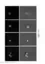 Fig. 12 - MAMMALIAN PLURIPOTENT STEM CELLS, METHODS FOR THEIR PRODUCTION, AND USES THEREOF