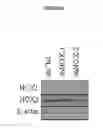 Fig. 05 - SELECTIVE NOX-1 INHIBITOR PEPTIDES AND USES THEREOF