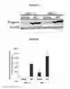 Fig. 14 - SELECTIVE NOX-1 INHIBITOR PEPTIDES AND USES THEREOF