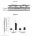 Fig. 16 - SELECTIVE NOX-1 INHIBITOR PEPTIDES AND USES THEREOF