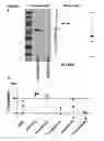 Fig. 09 - COMPOSITIONS AND METHODS FOR INHIBITING VIRAL ACTIVITY