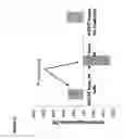 Fig. 16 - COMPOSITIONS AND METHODS FOR INHIBITING VIRAL ACTIVITY