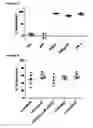Fig. 19 - COMPOSITIONS AND METHODS FOR INHIBITING VIRAL ACTIVITY