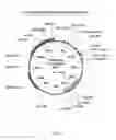 Fig. 02 - LIQUID INSULIN COMPOSITIONS AND METHODS OF MAKING THE SAME