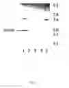 Fig. 08 - LIQUID INSULIN COMPOSITIONS AND METHODS OF MAKING THE SAME