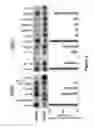 Fig. 05 - Compositions and Methods for Treatment of Stroke