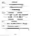 Fig. 02 - ANTIMICROBIAL MURAMIDASE