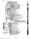 Fig. 03 - ANTIMICROBIAL MURAMIDASE