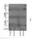 Fig. 09 - ANTIMICROBIAL MURAMIDASE