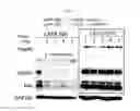 Fig. 09 - Biomarker Hsp90 for predicting effect of a c-Met inhibitor