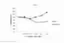 Fig. 10 - Biomarker Hsp90 for predicting effect of a c-Met inhibitor