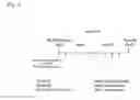 Fig. 02 - Therapeutic agent for fibroid lung