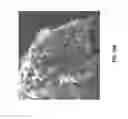 Fig. 110 - Eutectic formulations of cyclobenzaprine hydrochloride and amitriptyline hydrochloride