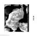 Fig. 95 - Eutectic formulations of cyclobenzaprine hydrochloride and amitriptyline hydrochloride