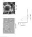 Fig. 14 - Gas-filled stabilized particles and methods of use