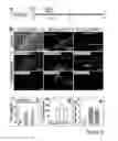 Fig. 03 - TARGETED DELIVERY OF NANOPARTICLES TO EPICARDIAL DERIVED CELLS (EPDC)