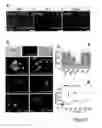 Fig. 04 - TARGETED DELIVERY OF NANOPARTICLES TO EPICARDIAL DERIVED CELLS (EPDC)