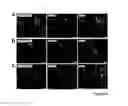 Fig. 09 - TARGETED DELIVERY OF NANOPARTICLES TO EPICARDIAL DERIVED CELLS (EPDC)
