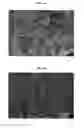 Fig. 02 - Rapid setting high strength calcium phosphate cements comprising cyclodextrins