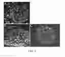 Fig. 03 - Method for decellularization of tissue grafts