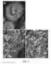 Fig. 07 - Method for decellularization of tissue grafts