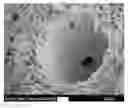 Fig. 01 - USE OF MICROPARTICLES AND ENDOTHELIAL CELLS WITH DECELLULARIZED ORGANS AND TISSUES