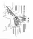 Fig. 09 - Method for modifying larynx position by trans-positioning muscle and electrode stimulation