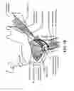 Fig. 14 - Method for modifying larynx position by trans-positioning muscle and electrode stimulation
