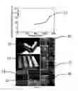 Fig. 03 - Titanium oxide aerogel composites