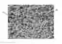 Fig. 01 - Method for producing porous articles from alternating poly(ethylene tetrafluoroethylene) and articles produced therefrom