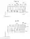Fig. 20 - Liquid ejecting head having a plurality of tributary paths through which liquid flows and liquid ejecting apparatus