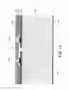 Fig. 04 - Fluid feed slot for fluid ejection device