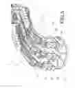 Fig. 05 - FRUIT AND VEGETABLE TRANSPORT SYSTEM FOR A HARVESTING MACHINE AND HARVESTING MACHINE THAT INCLUDES SAID SYSTEM
