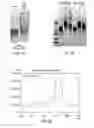 Fig. 07 - SDP-containing heterobifunctional agents