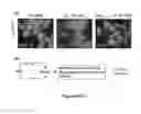 Fig. 16 - Benzimidazole derivatives and uses thereof