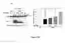 Fig. 29 - Benzimidazole derivatives and uses thereof