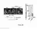 Fig. 37 - Benzimidazole derivatives and uses thereof