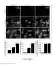 Fig. 20 - Compounds for inducing proliferation and differentiation of cells, and methods of use thereof