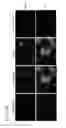 Fig. 40 - Compounds for inducing proliferation and differentiation of cells, and methods of use thereof