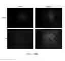 Fig. 43 - Compounds for inducing proliferation and differentiation of cells, and methods of use thereof