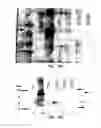 Fig. 19 - Covalent tethering of functional groups to proteins