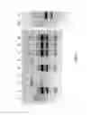 Fig. 04 - Nucleic acid purification
