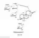 Fig. 10 - METHODS FOR PURIFYING STEVIOL GLYCOSIDES AND USES OF THE SAME