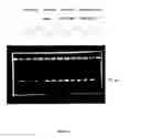 Fig. 09 - NEURAL REGENERATION PEPTIDES AND USES THEREFOR